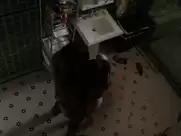 Sarah Wayne Callies - Colony s01e03 (2016)