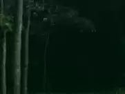 Brandy Mason - Don't Fuck in the Woods