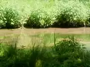 Marie Gillain - Le Bossu  (1997)