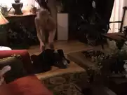 Daryl Hannah - The Job (2003)