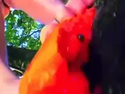 Gry Bay - Homo Sapiens Sapiens