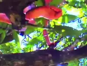 Gry Bay - Homo Sapiens Sapiens