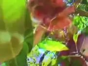 Gry Bay - Homo Sapiens Sapiens