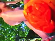 Gry Bay - Homo Sapiens Sapiens