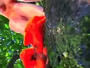 Gry Bay - Homo Sapiens Sapiens