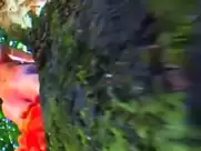 Gry Bay - Homo Sapiens Sapiens