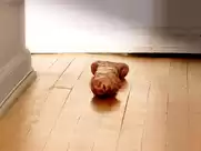 Krista Ayne - Bad Biology (2008)