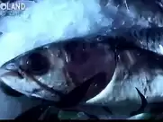 Groland nue - Malformation du clitoris