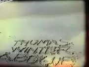 Thomas Winter et Bogue - Batifole