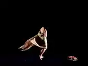 Dance of the seven veils, from Richard Strauss's Salome