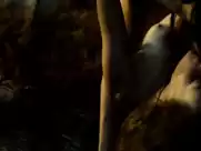 Maggie Q - The Warrior and the Wolf (2009)