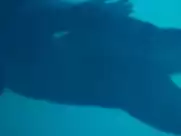 Maïwenn Le Besco, Estelle Lefébure - All About Actress