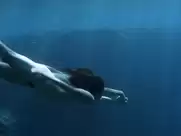 Junko Abe - Still the Water (2014)