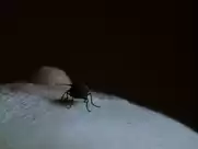 Tilda Swinton - Young Adam (2003, Full HD)