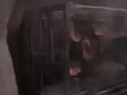 Barbi Benton nude in Deathstalker (1983)