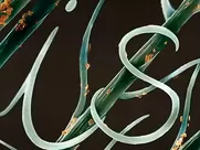 Sagmeister & Walsh Interview hot sex scene