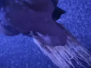 Pamela Anderson Nude - Barb Wire (1996) Striptease famous sex scenes