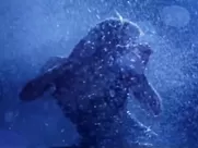 Pamela Anderson Nude - Barb Wire (1996) Striptease famous sex scenes