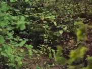 Jenz explicit nudity - Schnick Schnack Schnuck explicit sex in mainstream cinema