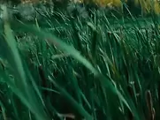 Nude Pascale Bussieres, Valerie Blain - Marecages (2011) celebrity real sex scene