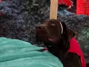 Juli Ashton, Chasey Lain - Orgazmo (1997) mainstream cinema sex cum