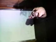 Caprice Nude Cecilia Gala - 2017 erotic sex scenes