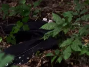 Anna Kendrick, Blake Lively nude - A Simple Favor (2018) best sex scenes on netflix