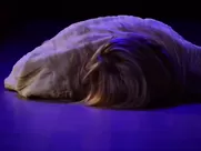 Naked on Stage - Burn (Nude Performance) hottest sex scenes