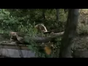 Sex video Horror Movie Sex Scenes Part 1 movie sex scenes porn