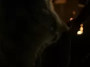 Karla Crome nude - Carnival Row s01e03 (2019) best sex scenes