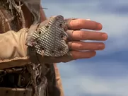 Jeanne Tripplehorn - Waterworld (1995, body doubler)