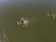 Kate Winslet - Hideous Kinky (1998)