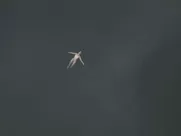 Lisa Marie Stoiber - Charly (2021)