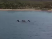 Dana Delany & Various Actresses  - Exit To Eden (1994)